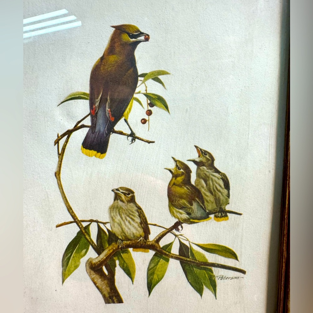 Bird Art Print with Cedar Waxwings